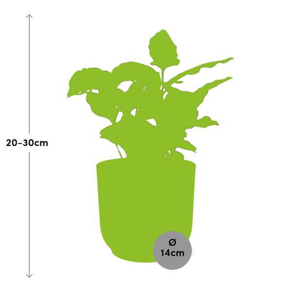 Kaffee Pflanze - Coffea Arabica - Zimmerpflanze + Topf Vibes Fold 14cm Gelb