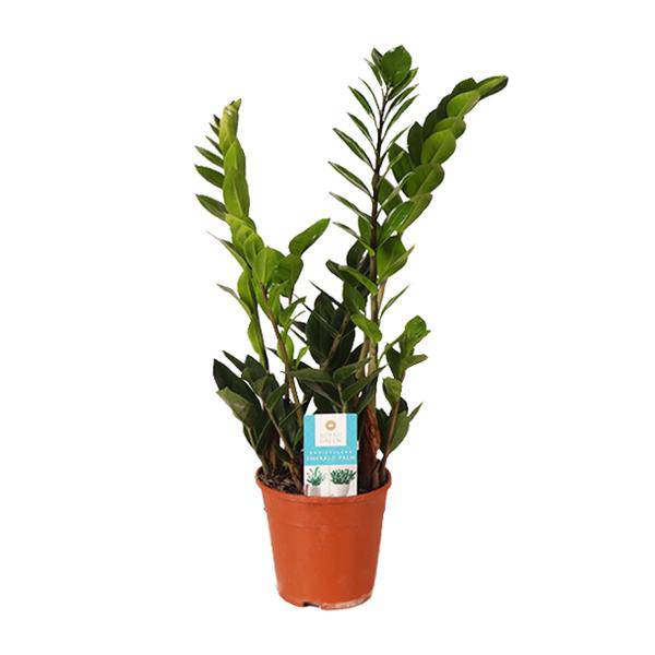 Glücksfeder Zamioculcas Zamiifolia – Zimmerpflanze im Ø14 cm Topf – ca. 45 cm hoch – Pflegeleicht & luftreinigend – Ideal für Halbschatten & wenig Licht