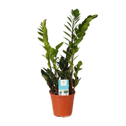 Glücksfeder Zamioculcas Zamiifolia – Zimmerpflanze im Ø14 cm Topf – ca. 45 cm hoch – Pflegeleicht & luftreinigend – Ideal für Halbschatten & wenig Licht