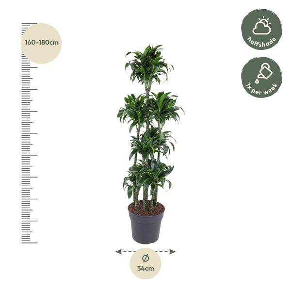 Drachenbaum - Dracaena Dorado Karussell - Zimmerpflanze - 170cm - ø34cm