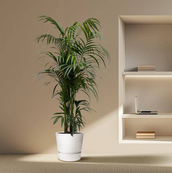 Kentia-Palme – Howea forsteriana – Zimmerpflanze 230cm – Ø38cm – Exklusive XXL-Palme mit eleganten Wedeln – Tropische Kübelpflanze für Wohnzimmer, Büro & Wintergarten – Pflegeleicht