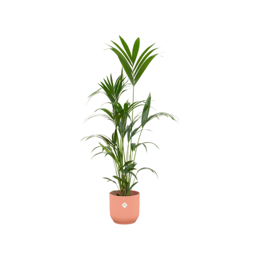 Kentia Palme – Forstersche Kentia – Zimmerpflanze ca. 160cm – ø30cm – inkl. Pflanzgefäß Vibes Fold Rosa – Tropische XL-Zimmerpalme für Wohnzimmer, Büro & Wintergarten
