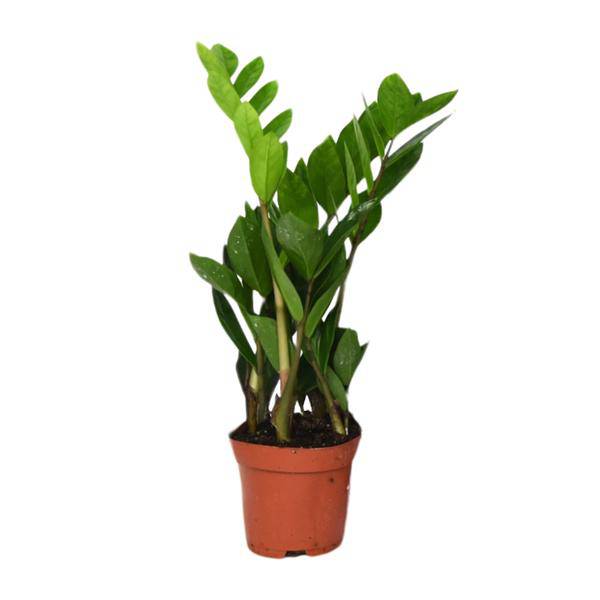 Glücksfeder - Zamioculcas Zamiifolia - Zimmerpflanze - Ø12cm - ↕40cm
