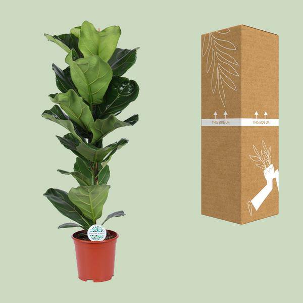 Geigen-Feige - Ficus Lyrata - Zimmerpflanze - Ø21cm - ↕90cm