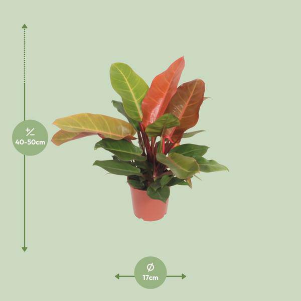 Baumfreund - Philodendron Prinz von Orange -Zimmerpflanze - Ø17cm - ↕45cm
