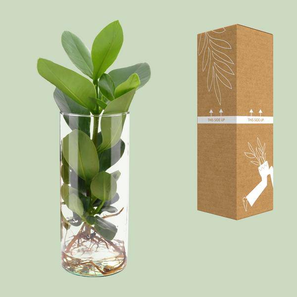 Clusia Im Zylinderglas - Ø12cm - ↕30cm