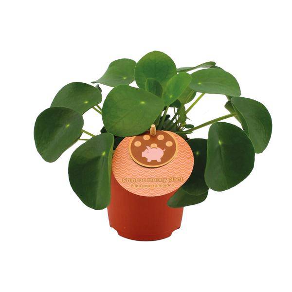 Chinesischer Geldbaum - Pilea Peperomioides - Zimmerpflanze - Ø11cm - ↕15cm