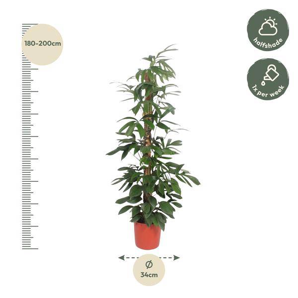Baumfreund - Philodendron Dragontail - Moosstock - Zimmerpflanze - 220cm - ø34cm