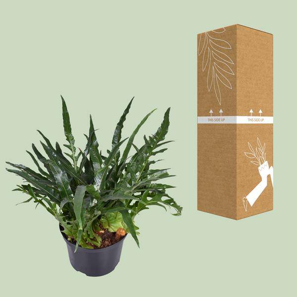 Schlangenhautfarn Aglaomorpha coronans – Zimmerpflanze – Ø23cm – ca. 60cm hoch – Santa Rosa Farn mit gewölbten Wedeln – Pflegeleicht & luftreinigend – Für halbschattige Innenräume