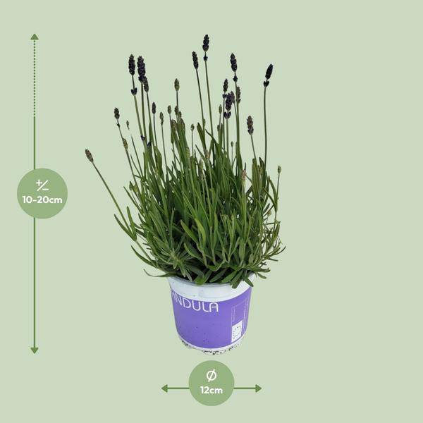 Lavendel - Lavandula Hidcote Blau - Zimmerpflanze - Ø12cm - ↕20cm