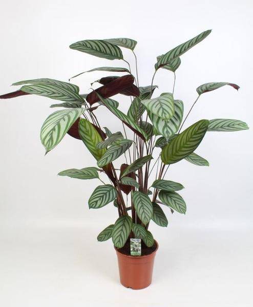 Ctenanthe Oppenheimiana - Bamburanta - Zimmerpflanze - Ø21cm - ↕100cm