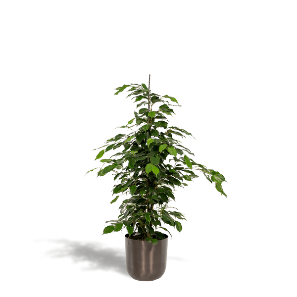 Birkenfeige - Ficus benjamina Danielle - Zimmerpflanze - Ø21cm - ↕95cm + Topf Mayk Blei