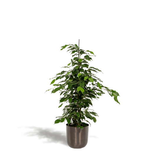 Birkenfeige - Ficus benjamina Danielle - Zimmerpflanze - Ø21cm - ↕95cm + Topf Mayk Blei