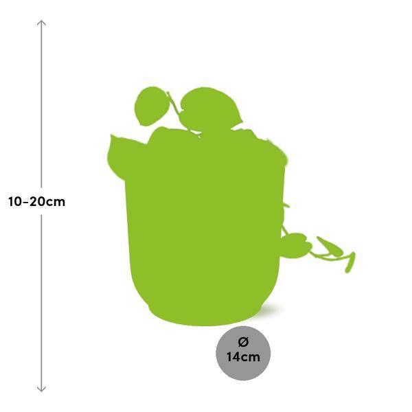 Efeutute - Scindapsus Pictus 'Argyraeus' - Zimmerpflanze + Topf Vibes Fold 14cm Rosa