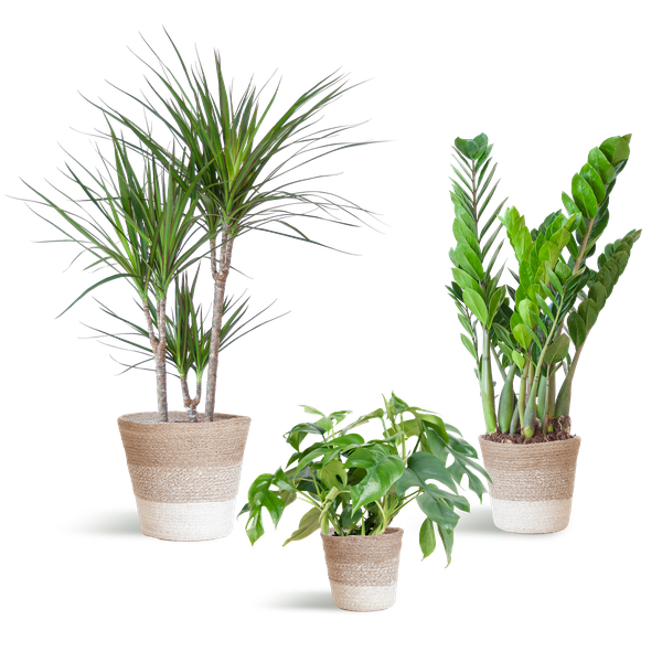 Schatten-Pflanzset Lissabon Weiß – Zimmerpflanzen mit Korb – Halbschatten-Pflanzen-Mix – Monstera, Zamioculcas & Dracaena – Nachhaltiger Jutekorb