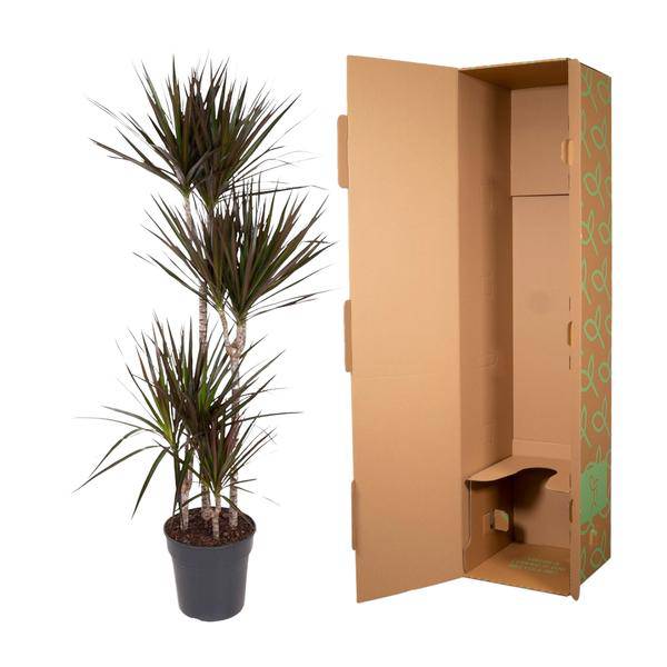 Drachenbaum - Dracaena Magenta - Zimmerpflanze - 150cm - ø27cm