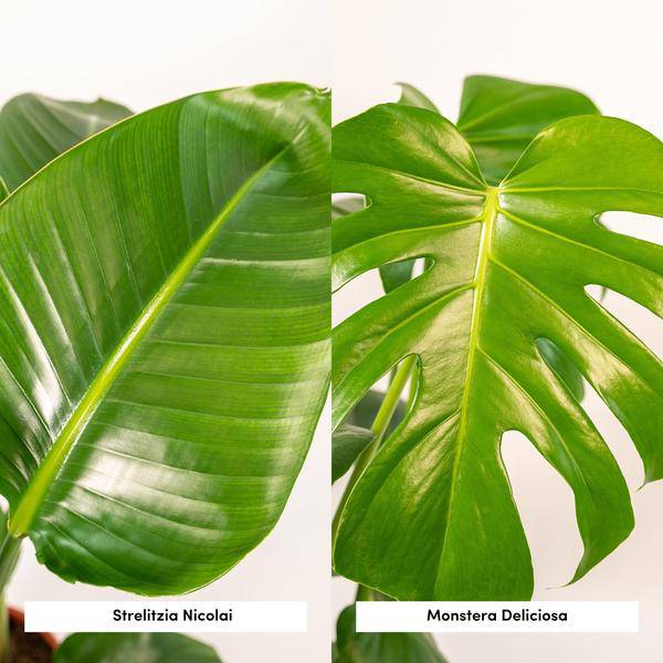 Pflanzenset - Strelitzia Nicolai - Ø19cm - ↕85cm + Monstera Deliciosa - Ø21cm - ↕75cm