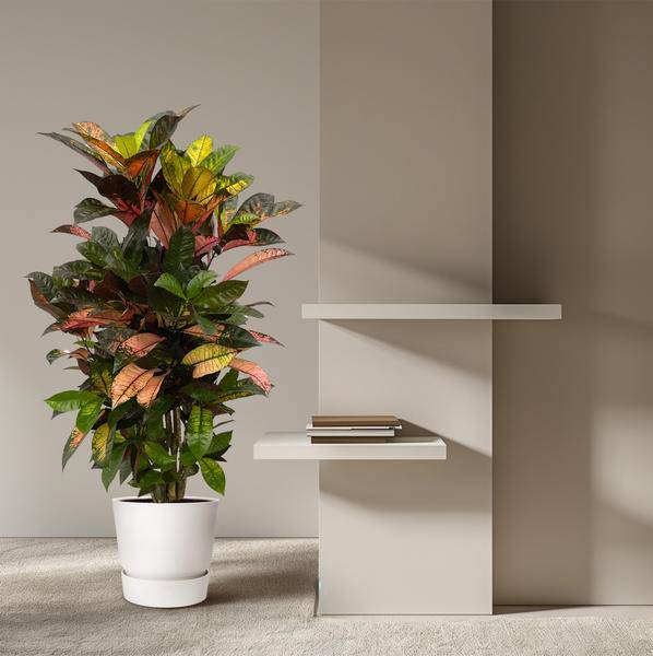 Codiaeum Croton Iceton – Wunderstrauch – Bunte Zimmerpflanze mit Farbspiel – Exotische Blätter – Ø24cm – ↕120cm