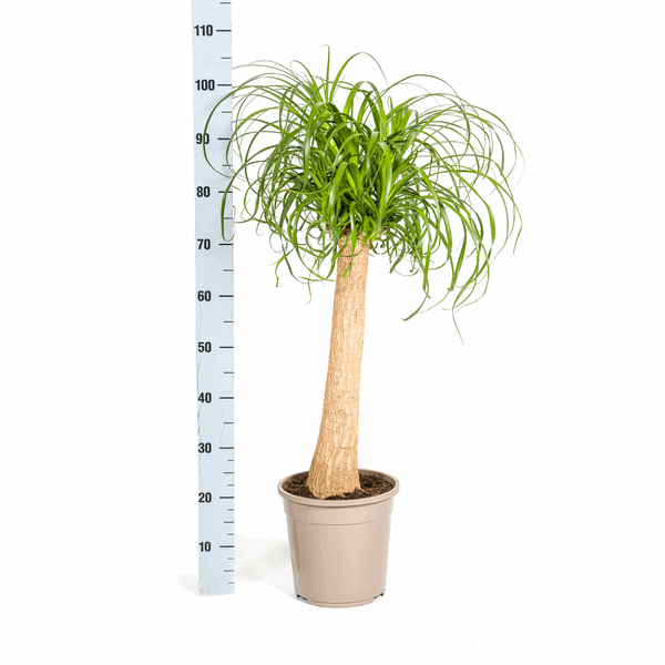 Beaucarnea Recurvata – Elefantenfuß – Ø24cm – ↕80-100cm – Pflegeleichte Zimmerpflanze mit markantem Stamm & eleganten Blättern – Trockenheitsresistent