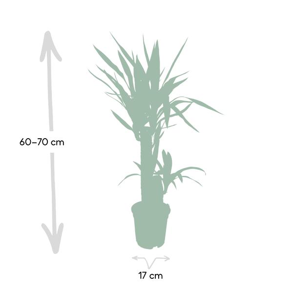 Palmlilie (Yucca Elephantipes) – Zimmerpflanze – Ø17cm Topf – ↕85cm – Sonnenliebende Yucca – Pflegeleicht & Trockenheitsresistent – Tropisches Flair für Innenräume