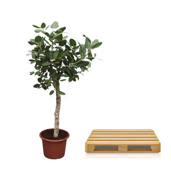 Banyan-Feige Ficus Benghalensis – 200cm hoch – Ø50cm – Exklusive Zimmerpflanze mit großen glänzenden Blättern – Pflegeleicht & robust – Für Wohnzimmer, Büro & Innenräume