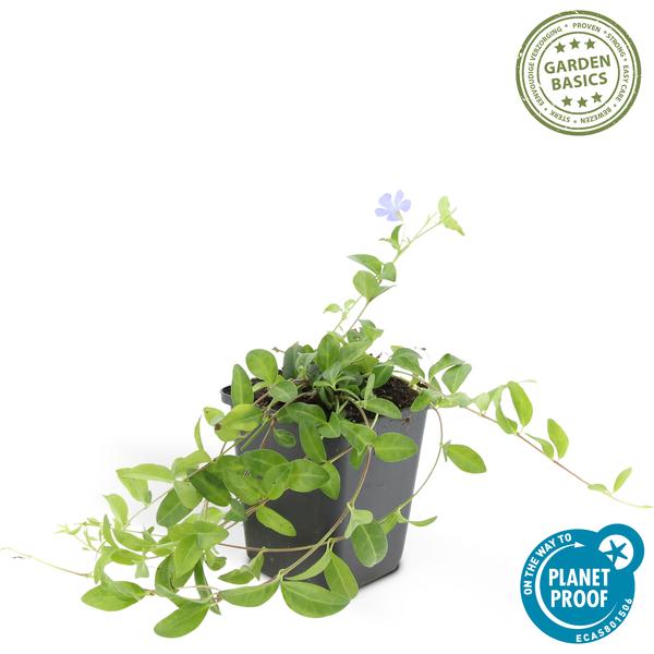 Kleines Immergrün - Vinca minor - ↕10-25cm - Ø9cm - 40 Stück