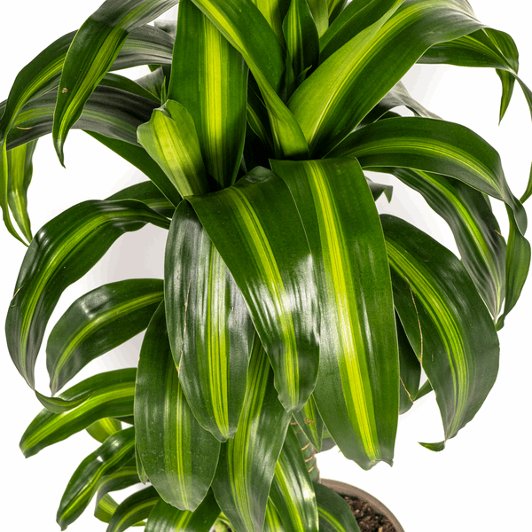 Dracaena Deremensis Hawaiianischer Sonnenschein Ø19cm - ↕70 - 90cm