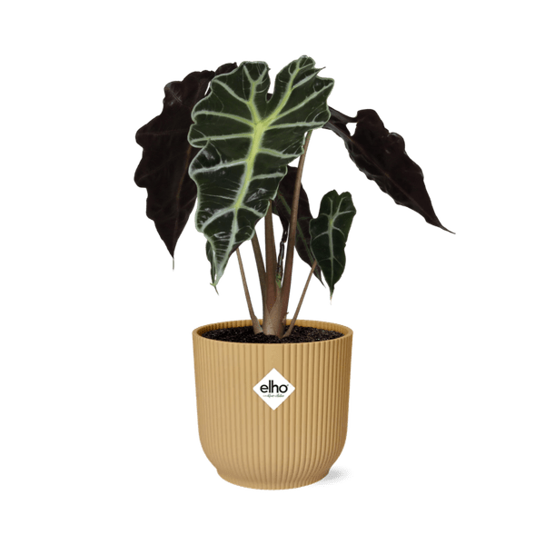 Pfeilblatt - Alocasia 'Polly' - Zimmerpflanze + Topf Vibes Fold 14cm Gelb