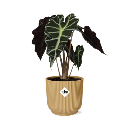 Pfeilblatt - Alocasia 'Polly' - Zimmerpflanze + Topf Vibes Fold 14cm Gelb