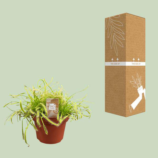 Kap-Sonnentau Drosera capensis – Karnivore Zimmerpflanze – Ø12cm – ca. 17cm hoch – Insektenfangpflanze mit Tautropfen-Effekt – Pflegeleicht & dekorativ