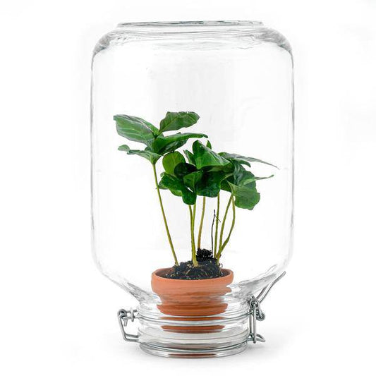 Flaschengarten - Easyplant mit Coffea Arabica – Selbstversorgendes Terrarium – Lebende Zimmerpflanze im italienischen Glas – Nur einmal gießen – Perfekt für Pflegeleichte Grünpflanzen
