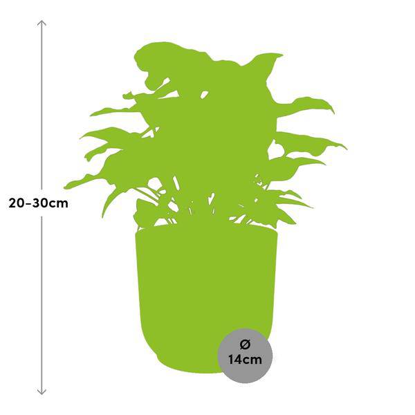Purpurtute - Syngonium Arrow - Zimmerpflanze + Topf Vibes Fold 14cm Rosa