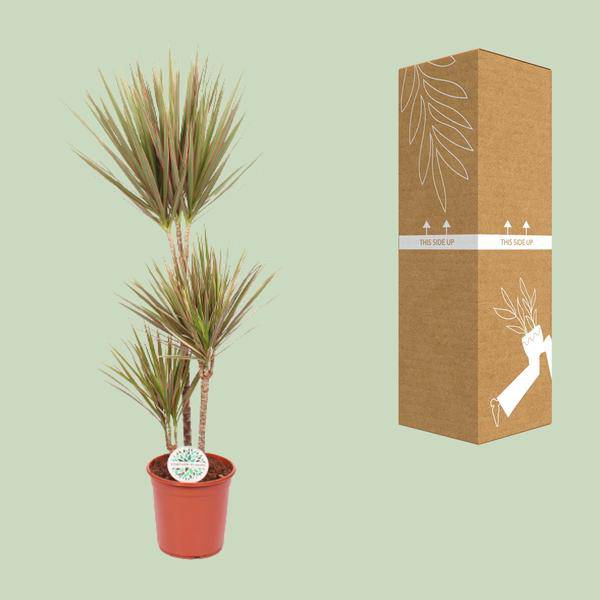 Drachenbaum - Dracaena Bicolor - Zimmerpflanze - Ø24cm - ↕115cm