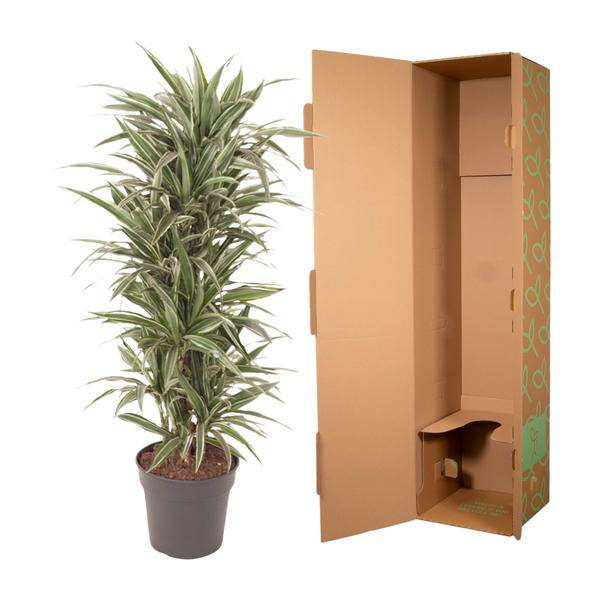 Drachenbaum - Dracaena Warneckei - Zimmerpflanze -140cm - ø31cm