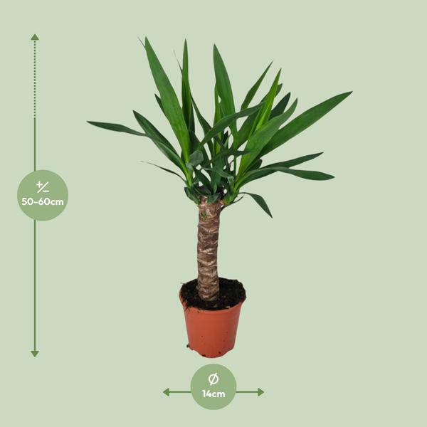 Palmlilie - Yucca - Zimmerpflanze - Ø14cm - ↕60cm