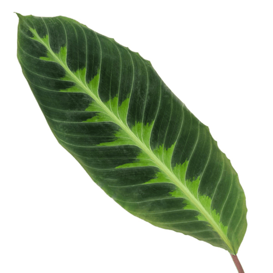 Calathea Warscewiczii – Korbmarante – Zimmerpflanze – ca. 80cm hoch – Ø19cm – Tropische Blattschmuckpflanze