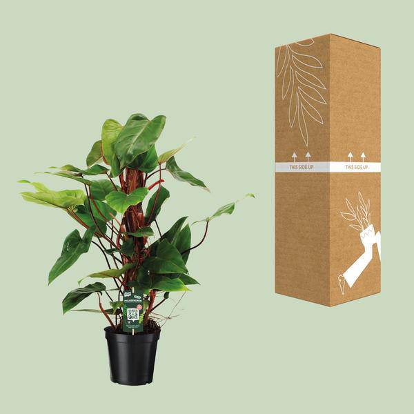 Baumfreund - Philodendron Roter Smaragd - Zimmerpflanze - Ø19cm - ↕80cm