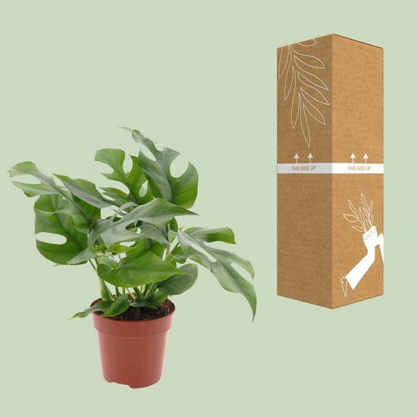 Fensterblatt - Monstera Minima - Zimmerpflanze - Ø12cm - ↕25cm