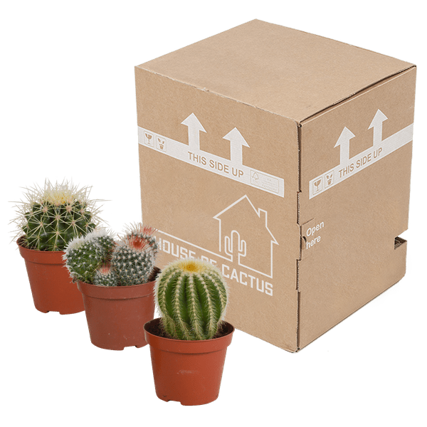 Kaktus - Bolcactus - Mix - Zimmerpflanze - 8,5 cm