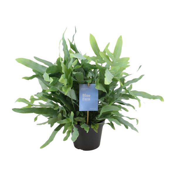 Baumfreund - Phlebodium Blauer Farn - Zimmerpflanze - Ø14cm - ↕40cm