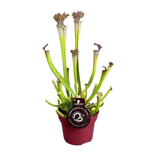 fleischfressende Pflanze - Sarracenia Farnhamii - Zimmerpflanze - Ø12cm - ↕40cm