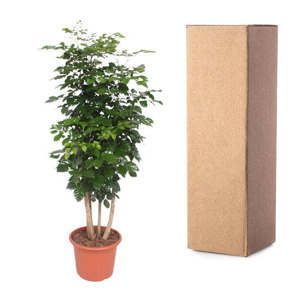 Trompetenbaum – Radermachera Hainanensis – Zimmerpflanze 190cm – Ø40cm – Immergrüne Grünpflanze mit glänzenden Blättern – Pflegeleicht & dekorativ für Wohnzimmer, Büro & Wintergarten