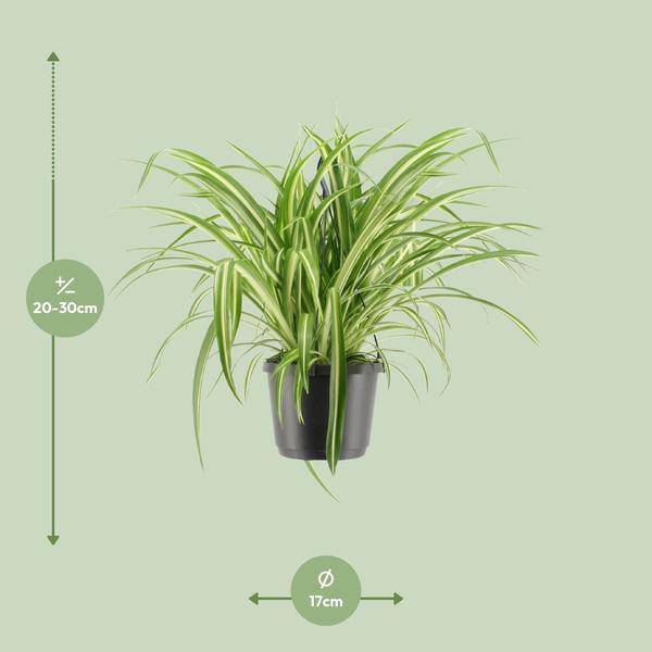 Grünlilie - Chlorophytum Comosum Variegatum - Zimmerpflanze - Ø17cm - ↕30cm