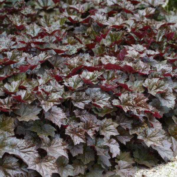 Rotblättriges Silberglöckchen - Heuchera mic. 'Palace Purple' - ↕10-25cm - Ø9cm - 6 Stück