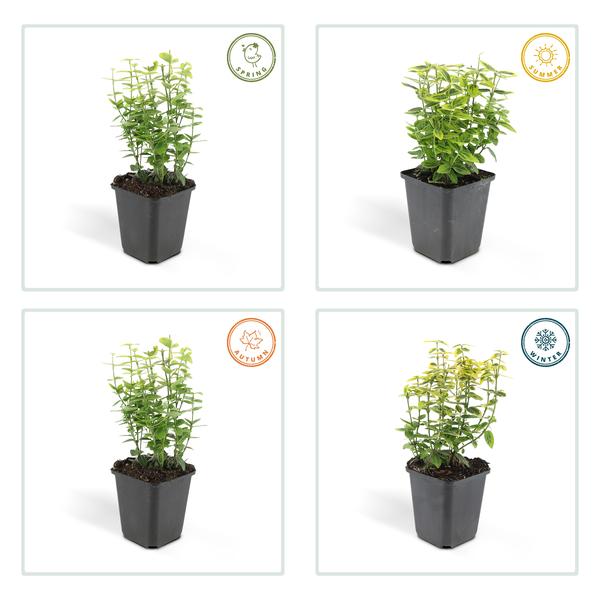 Spindelstrauch - Euonymus fort. 'Smaragd 'n Gold' - ↕10-25cm - Ø9cm - 60 Stück