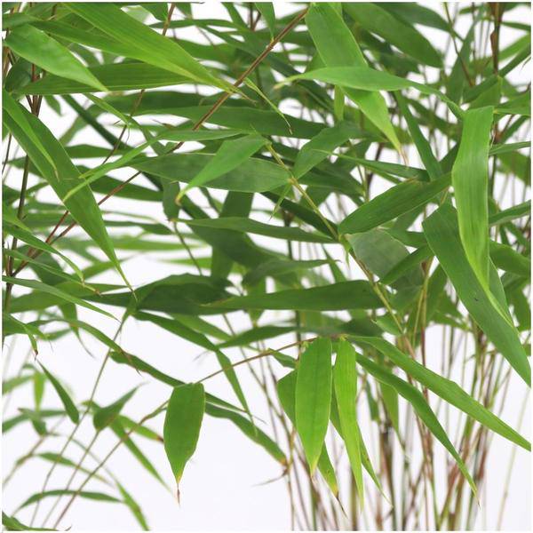 Schirmbambus - Fargesia Rufa - Ø12cm - ↕25cm - 6 Stück