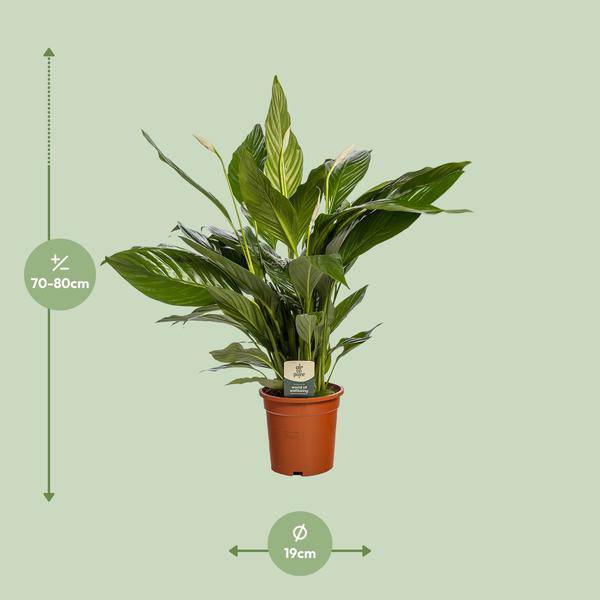 Einblatt Spathiphyllum Bingo Cupido – Zimmerpflanze – Ø19cm – 80cm Höhe – Friedenslilie mit weißen Blüten – luftreinigend & pflegeleicht