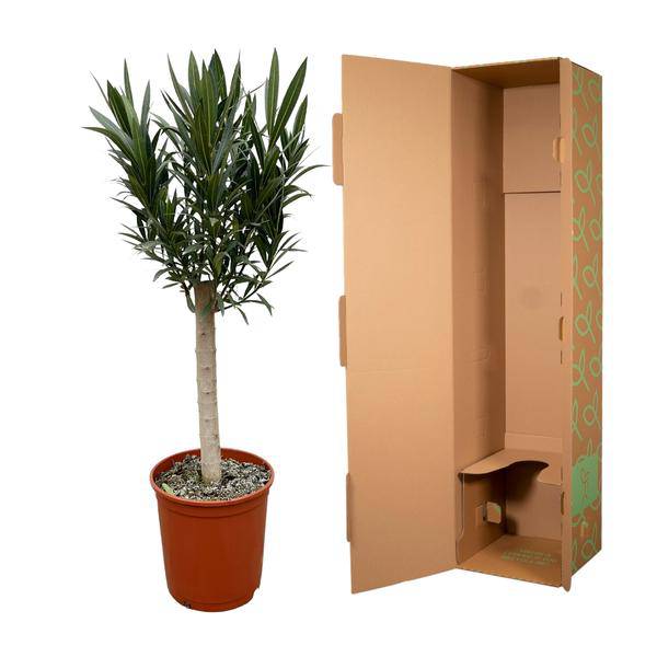 Rosenlorbeere - Nerium Oleander auf Stiel mit roter Blüte - 110cm - Ø22cm