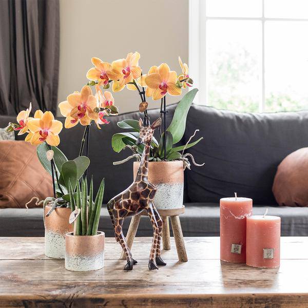 Pflanzenständer Holz Ø12cm – Moderner Pflanzenhalter – Erhöhung für Zimmerpflanzen – 10,5cm hoch – Natürliche Deko für mehr Atmosphäre