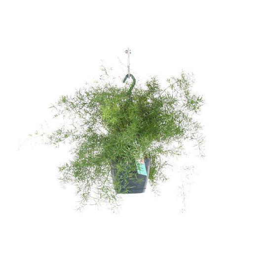 Spargel Sprengeri Hängen – Zimmerpflanze – Ø17cm x ↕35cm – Asparagus densiflorus – Federartiges Laub – Pflegeleichter Asparagus-Farn für Innenräume
